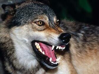 Wolf Android High Resolution Pictures Wallpaper
