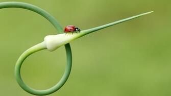 Insects Grass Ladybirds Wallpaper High Quality