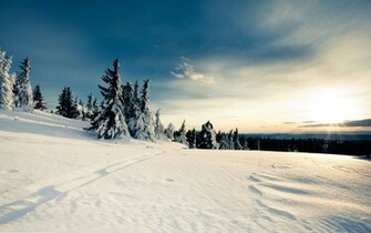 Winter Wonderland Wallpaper