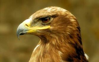 Mighty Golden Eagle Desktop Background HD
