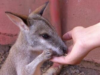 Baby Kangaroo Pictures HD Wallpaper And