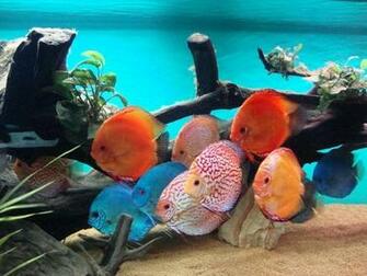 Discus Fish Wallpaper