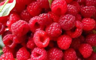 Raspberries Wallpaper
