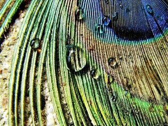 Wallpaper Of Peacock Feathers HD