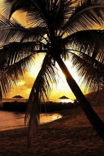 Palm Trees Sunset iPhone HD Wallpaper
