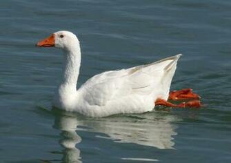 Snow Goose Wallpaper HD Geese