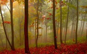 Bos Mist Wallpaper HD Gratis Achtergronden