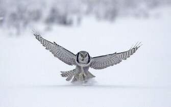 Tag White Owl Wallpaper Background Photos Image And Pictures
