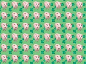 Ugly Pig Wallpaper By Bpd