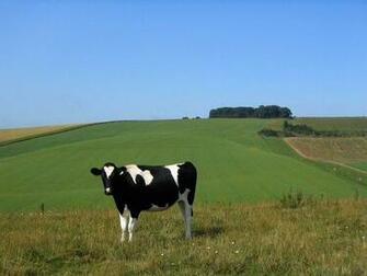 Cow HD Wallpaper For Pc