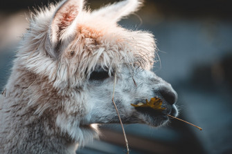 Animal Llama HD Wallpaper