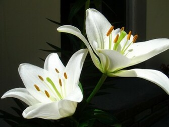 For Those Who Like The Lilies May Make Wallpaper On Your Computer