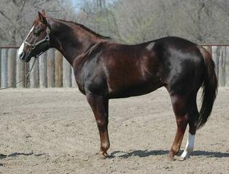 Quarter Horse Wallpaper
