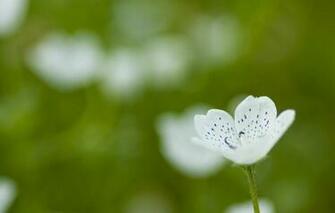 Posts Cell Phone Screensavers Wallpaper Flowers