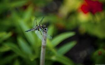 Still Dragonfly High Quality Desktop HD Wallpaper