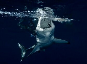 Animal Pictures Sharks Wallpaper HD Photos Shark Jpg