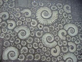File Coade Stone Ammonites Jpg