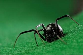 Black Widow Spider Wallpaper Desktop