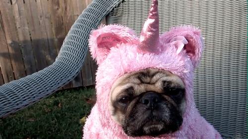 Am A Unicorn Funny Pictures Quotes Pics Photos Image Videos