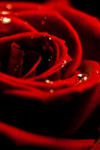 3d Rose Valentine iPhone Wallpaper Red HD