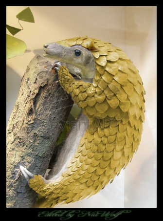 Sandshrew The Pangolin By Niawolf