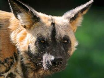 Wild Dog Portrait Ii Wallpaper
