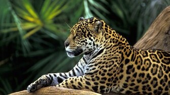 Cool Animal Wallpaper Jpg