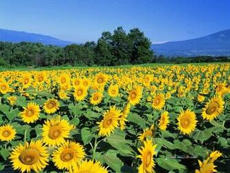 Nature Landscape Index Summer Scenery Color Of The