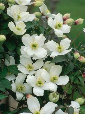 Flowering Clematis Vines For Summer Search By Image