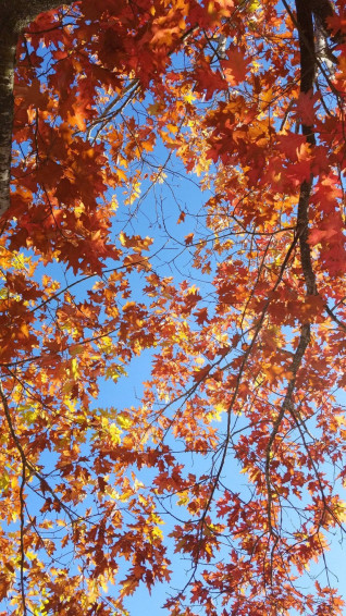 November iPhone Wallpaper