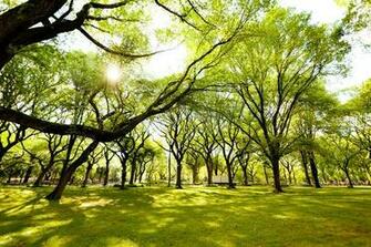 Category Colors Subcategory Green HD Wallpaper Tags Nature