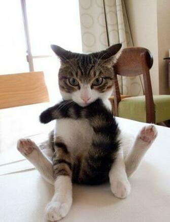 Derpy Cat