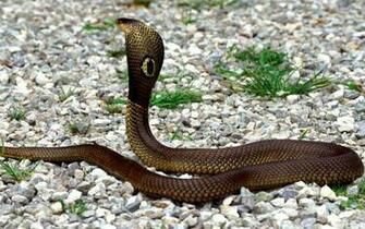 Snake Live Wallpaper Android Apps On Google Play