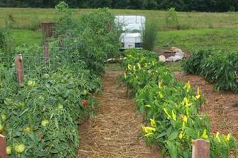 Great Vegetable Garden Beautiful Gardens