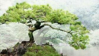 Bonsai Tree Background Net