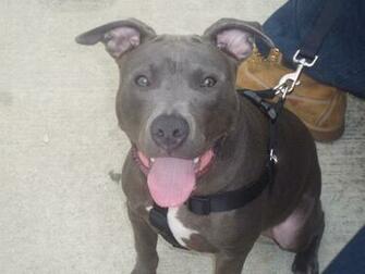 Pitbulls Image My Baby Blue Wallpaper Photos