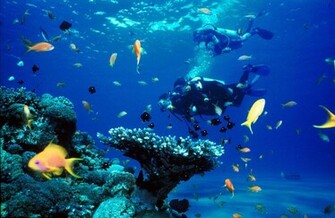 Scuba Diving Diver Ocean Sea Underwater Fish Wallpaper