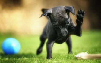 Miniature Pinscher Playing Wallpaper