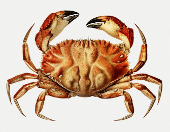 Dungeness Crab Vintage Illustration Wallpaper