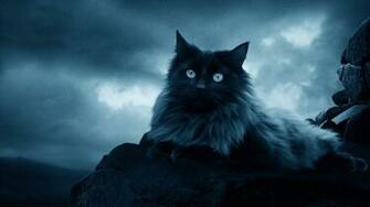 Wallpaper Cat