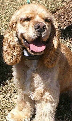 Bigger Cocker Spaniel Dog Wallpaper For Android Screenshot