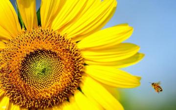 Bee Sunflower