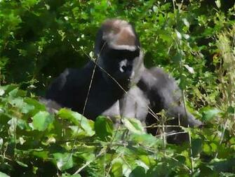 Gorilla Photos Desktop Background Wallpaper