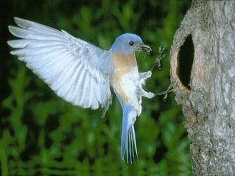 Desktop Wallpaper Background Beautiful Birds