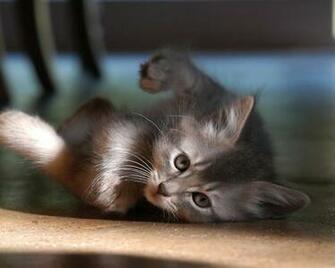 Cats Wallpaper Desktop Try Spot