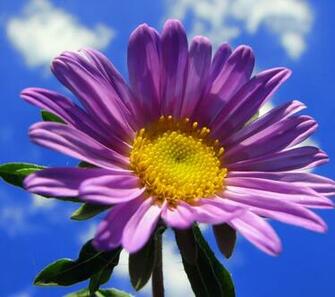 Flower Wallpaper Wallpaper1080x960 Screensaver