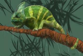 Veiled Chameleon Wallpaper By