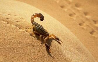 Black Scorpion HD Wallpaper