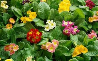 Beautiful Spring Wallpaper