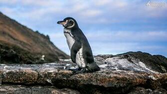 Seabirds And Shorebirdsgalapagos Conservancy Inc
